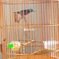 bộ 7màu hót hay