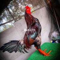 Siêu phẩm gà 2kg8, tay cục, lông khô nhẹ, đã sử dụng rồi ạ!