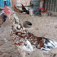 Gà Mái Bông Cao Lãnh 2kg5 - Kẹt Tiền Chia Con Mái Cho Anh Em  