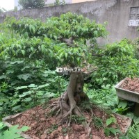 Bán gấp cây cảnh-cây thế nâu năm-giải phóng mb