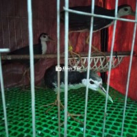 Chim Quốc cám cứng cần giao lưu. Dọn nhà cần ra đi 3 em Quốc bổi, cám cứng 1 trống + 2 mái