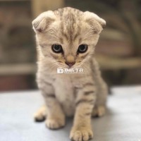 Mèo Anh lông ngắn lai
