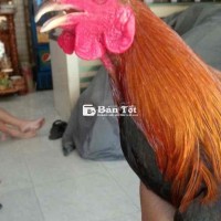 Điều Asil Mĩ trạng nhỏ
