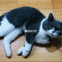Mèo Anh lông ngắn lai, 2 tuổi