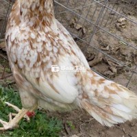 Mái Nòi Asil Mỹ Việt