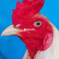 bướm tơ mới úp 2ky8 lông mới tay tôt