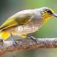 Chim Hoành Hoạch Thơm Nghe Hót Cả Ngày