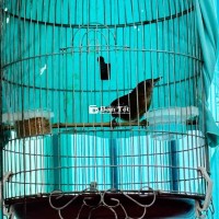 bộ tiểu mi trống