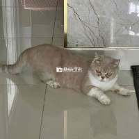 Ai thương mèo nuôi hộ em ạ
