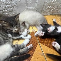 mèo con ragdoll