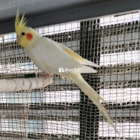 Dư 1 bé Cockatiel mái 6th tuổi