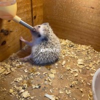 Nhím baby siêu rẻ - Cần tìm chủ mới cho 2 bé đáng yêu!  
