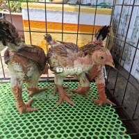 Mái Đông Tảo 6 đến 7 lạng rưỡi