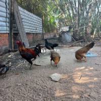 Gà con peru mỹ. Cha peru lima ,mẹ khét peru mỹ