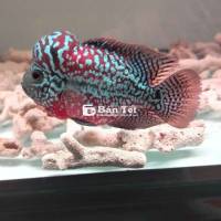 Cần bay em kamfa F3 sz 2,5 ngón