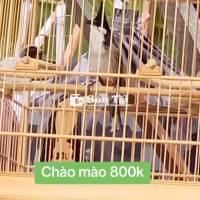Bán chào mào bổi lỡ bộ to siêng hót