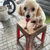 poodle trắng salo