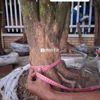 lô mai tứ quý hoành lớn đế đẹp thích nào nhắn e
