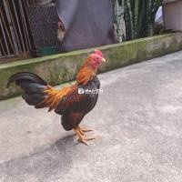 Nhà có dư 1 em bắc tít