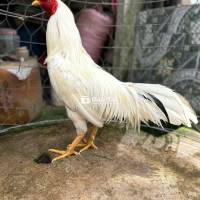 Bướm thái mỹ Tơ 2kg8 bổn hay