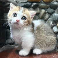 bé gái tam thể tinh nghịch tìm senn