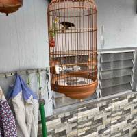 TL bộ hút mật 5 màu