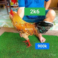 cú 2k6. tay 1 cục
