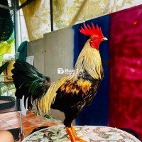 2k9 hàng nuôi sẵn ae về chơi liền