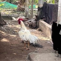 Gà tơ lông mới, lớn ký, bổn ăn độ lớn