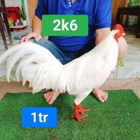 úa. 2k6. tay tốt