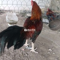 Gà Jap Ó Mã Lại 2k8 - Tràn Đá Ngoài 3kg - Gà Zin Chưa Đá  