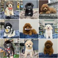 Poodle Tiny Teacup - Bò sữa bò xám nâu đỏ đen