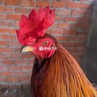 khét 2k7