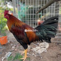 Điều 3K360 Lông Mới Tay Tốt - Gà Nhà Đổ, Xứng Tầm Đấu Trường  
