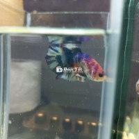 betta vip metalic cho ae Sài Gòn