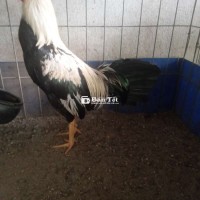 Chuối 1k2 có ăn có thua