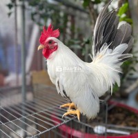 gà tre thái chuối tuyết