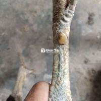 Cần bán