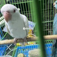 Ringneck albino