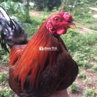 Gà Bầy Sung Cự Mạnh - Trạng Đá 1kg2, Tay Ấm - Về Chế Độ Lên Cựa Ngay!  