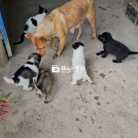 Tìm nhà mới cho mấy bé cún