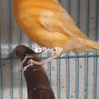 Hồng yến trống