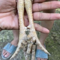 tơ mới nhú tay ốm