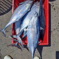 Cá ngừ