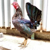 Cupan Mỹ 1k3 Tay Đặc (Chơi Liền)  