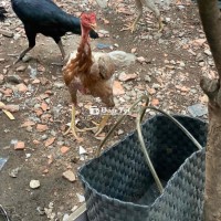 gà mái đòn vai lưng đang đẻ