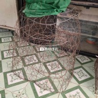 Tl lông bội cũ