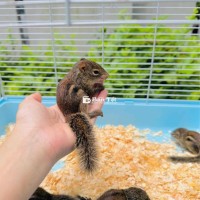 Sóc Hamster đất