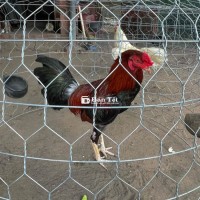 Điều đỏ 2kg430 chân trắng 2 chốt đen