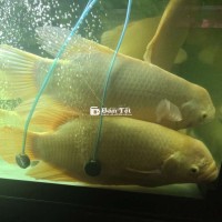 Phat tai size 55 den 60cm